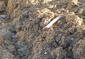 PM confirms human bones have been unearthed during excavation at Booby Alley site